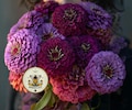 NEW! Blackberry Wine Zinnia Seeds, Wine, Lavender and Rose Mix, Zinnia Elegans ZE521C