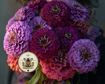 NEW! Blackberry Wine Zinnia Seeds, Wine, Lavender and Rose Mix, Zinnia Elegans ZE521C