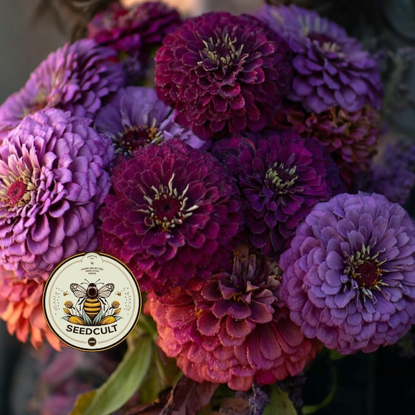Blackberry Wine Zinnia Seeds, Wine, Lavender and Rose Mix, Zinnia Elegans ZE521C