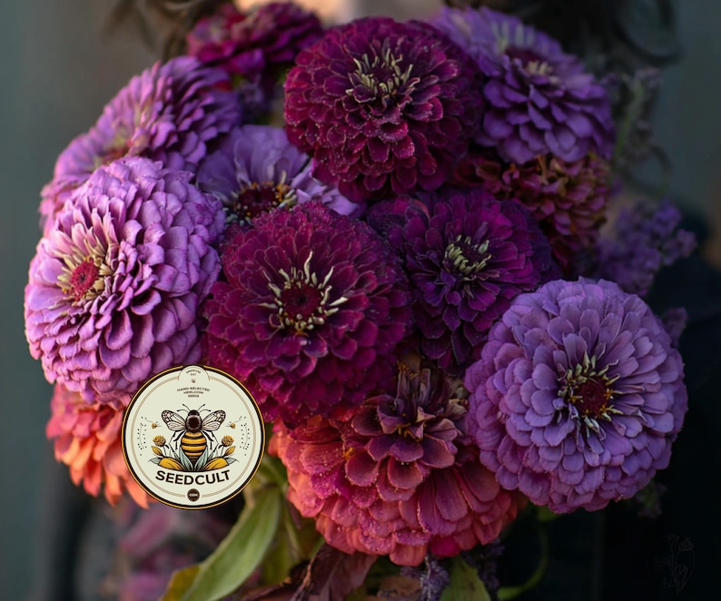 Pode incluir: Um buqu&ecirc; de z&iacute;nias vibrantes em tons de roxo, magenta e vermelho. As flores t&ecirc;m p&eacute;talas em camadas e um disco central proeminente. Um logotipo circular com uma abelha e o texto "SEEDCULT" &eacute; vis&iacute;vel.