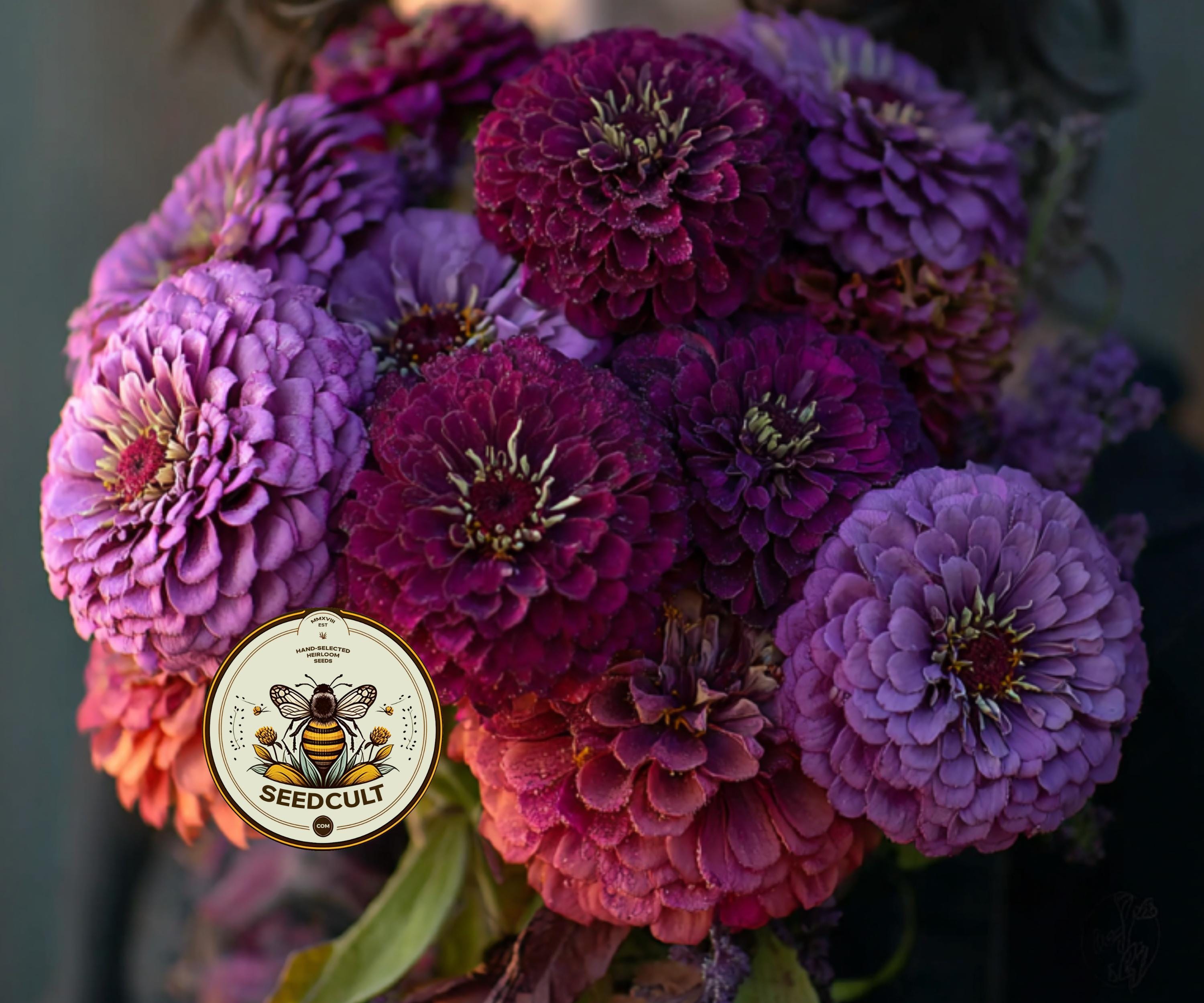 Blackberry Wine Zinnia Seeds, Wine, Lavender and Rose Mix, Zinnia
