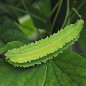 Winged Bean Seeds, Hot Weather Vegetables, Vimaan, Psophocarpus Tetragonolobus PC4020