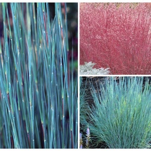 1000 Little Blue Stem Grass Seeds, Schizachyrium scoparium SZ011MR