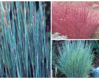 1000 Little Blue Stem Grass Seeds, Schizachyrium scoparium SZ011MR