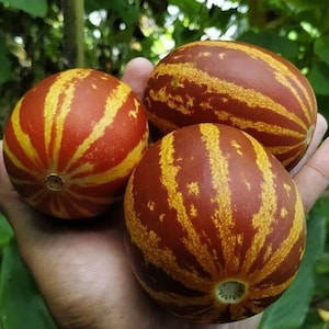 May include: Three striped melons with a red and yellow pattern. The melons are in a person's hand.