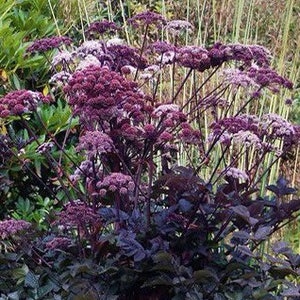 Ebony Holy Ghost, Angelica Seeds, Angelica Sylvestris Ebony AN0210 image 3