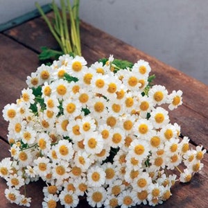 Feverfew Medicinal Herb Seeds, Chrysanthemum Parthenium CR4050