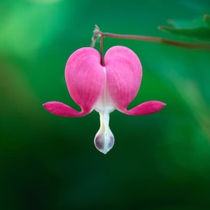 Pink Bleeding Heart Seeds, Lamprocapnos Spectabilis, Dicentra DS0110 image 4