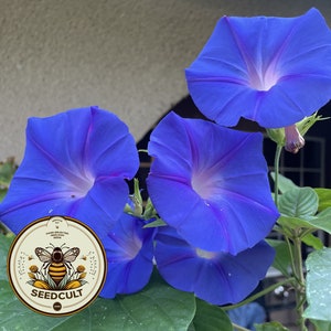 May include: Close-up of four blue morning glory flowers with a white center. The flowers are growing on a vine and have a green background. A round sticker with a bee and the text "SEEDCULT" is in the foreground.