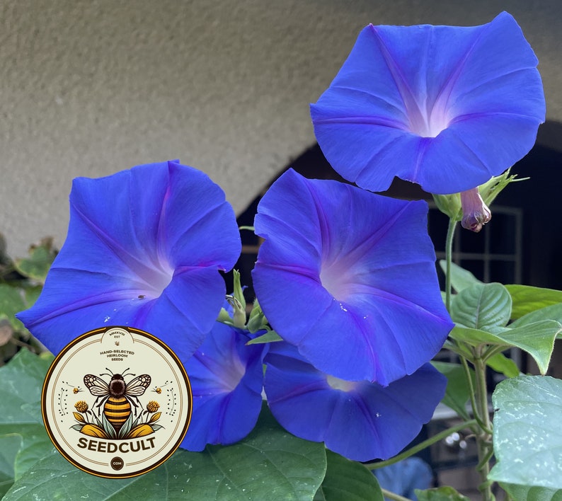 May include: Close-up of four blue morning glory flowers with a white center. The flowers are growing on a vine and have a green background. A round sticker with a bee and the text "SEEDCULT" is in the foreground.