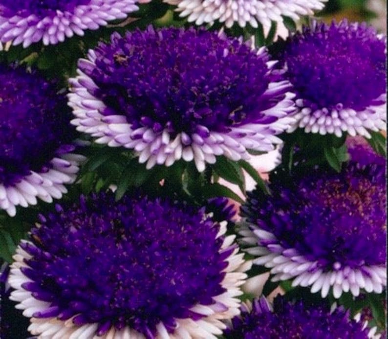 May include: Close-up of purple and white aster flowers. The flowers have a white center and purple petals.