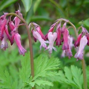 Wild Bleeding Heart Seeds, US Native Wildflowers, Fringed Bleeding Heart, Dicentra Eximia, DS0210