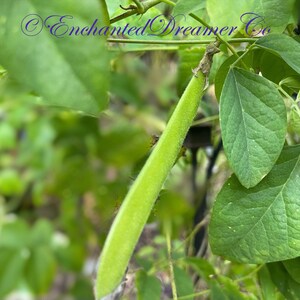 May include: A close-up of a vibrant green bean pod, still attached to the plant, with a textured surface. The pod is surrounded by lush green leaves. The text "Enchanted Dreamer Co" is visible in the upper left corner.