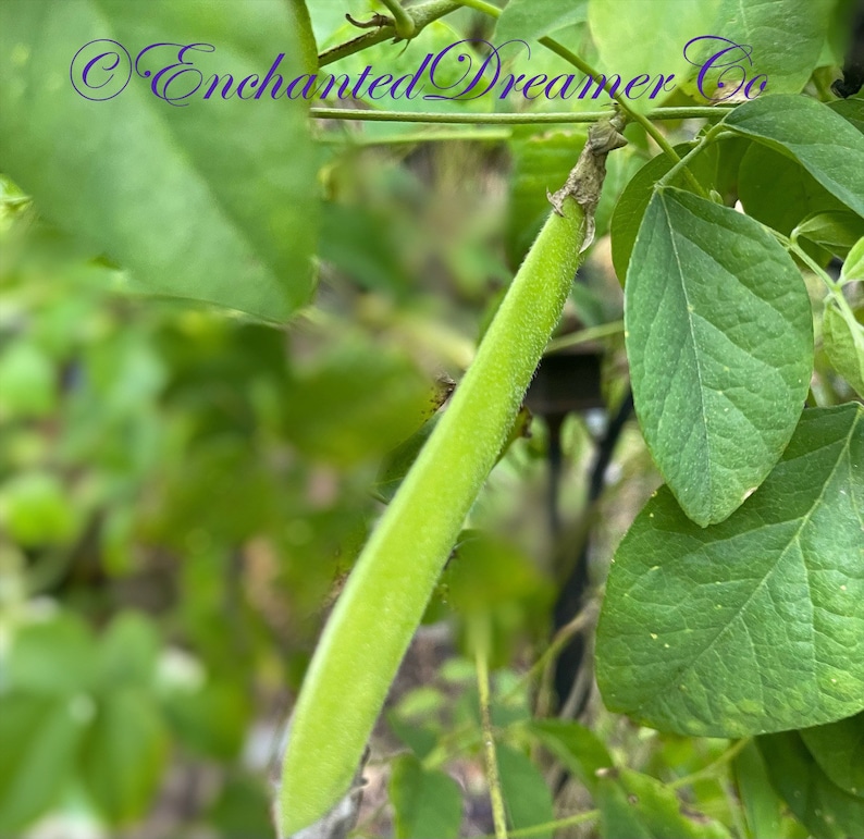 May include: A close-up of a vibrant green bean pod, still attached to the plant, with a textured surface. The pod is surrounded by lush green leaves. The text "Enchanted Dreamer Co" is visible in the upper left corner.