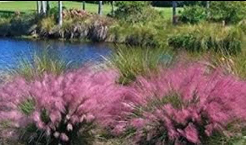 Pink Muhly Grass Live Plants (Pack Of 3) – 5-9 Inch Tall, Ornamental Perennial Grass For Landscaping
