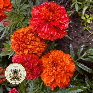 Fireball Marigold Seeds, Color Changing! Tagetes Patula TG4620 image 3