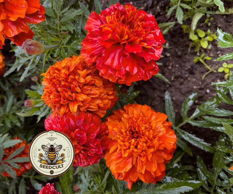 Fireball Marigold Seeds, Color Changing! Tagetes Patula TG4620 image 3