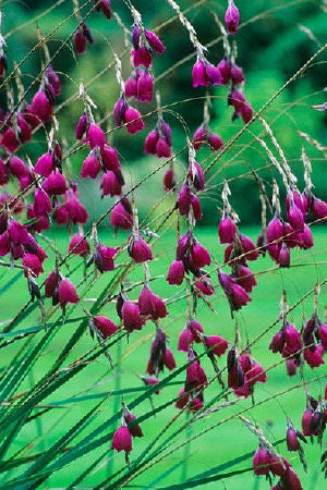 NEW Angel's Fishing Rod pink Rocket Seeds, Wand Flower, Dierama  Pulcherrimum DI4410 -  Canada