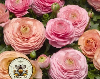 NEW! Magic Pink Peach Ranunculus Seeds, Ranunculus Asiaticus, RN0120