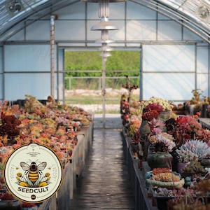 Peut inclure: Une serre remplie de différentes variétés de succulentes en pots. Les succulentes sont disposées en rangées sur des étagères. Un panneau avec une abeille et le texte "SEED CULT" est au premier plan.