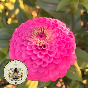 Benarys Giant Carmine Rose Zinnia Seeds, Largest Giant Zinnias, Zinnia Elegans ZE1725