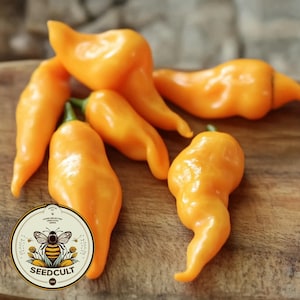 Sugar Rush Peach Hot Pepper Seeds, Sweet, Hot Spicy Pepper, Capsicum Baccatum, CH2510