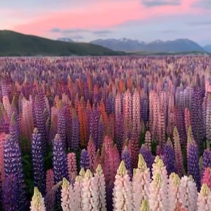 Rainbow Lupine 9 Color Mix Seeds, Lupinus polyphyllus LP0150