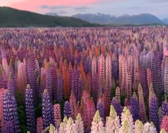 May include: A vast field of colorful lupine flowers in shades of purple, pink, and orange, with a backdrop of mountains and a pastel sunset sky. The flowers are in full bloom, creating a vibrant and textured landscape.