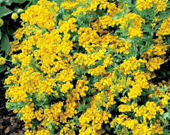 Mexican Mint Marigold Seeds, Tagetes Lucida TG4450