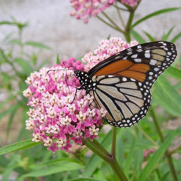 Common Milkweed Seeds, Asclepias Syriaca MW0350
