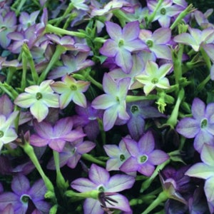 Rare Avalon Lime Purple Bicolor Jasmine Tobacco Seeds, PELLETED for easy sowing Moonlight Flowering Tobacco, Nicotiana Alata, NI2120P