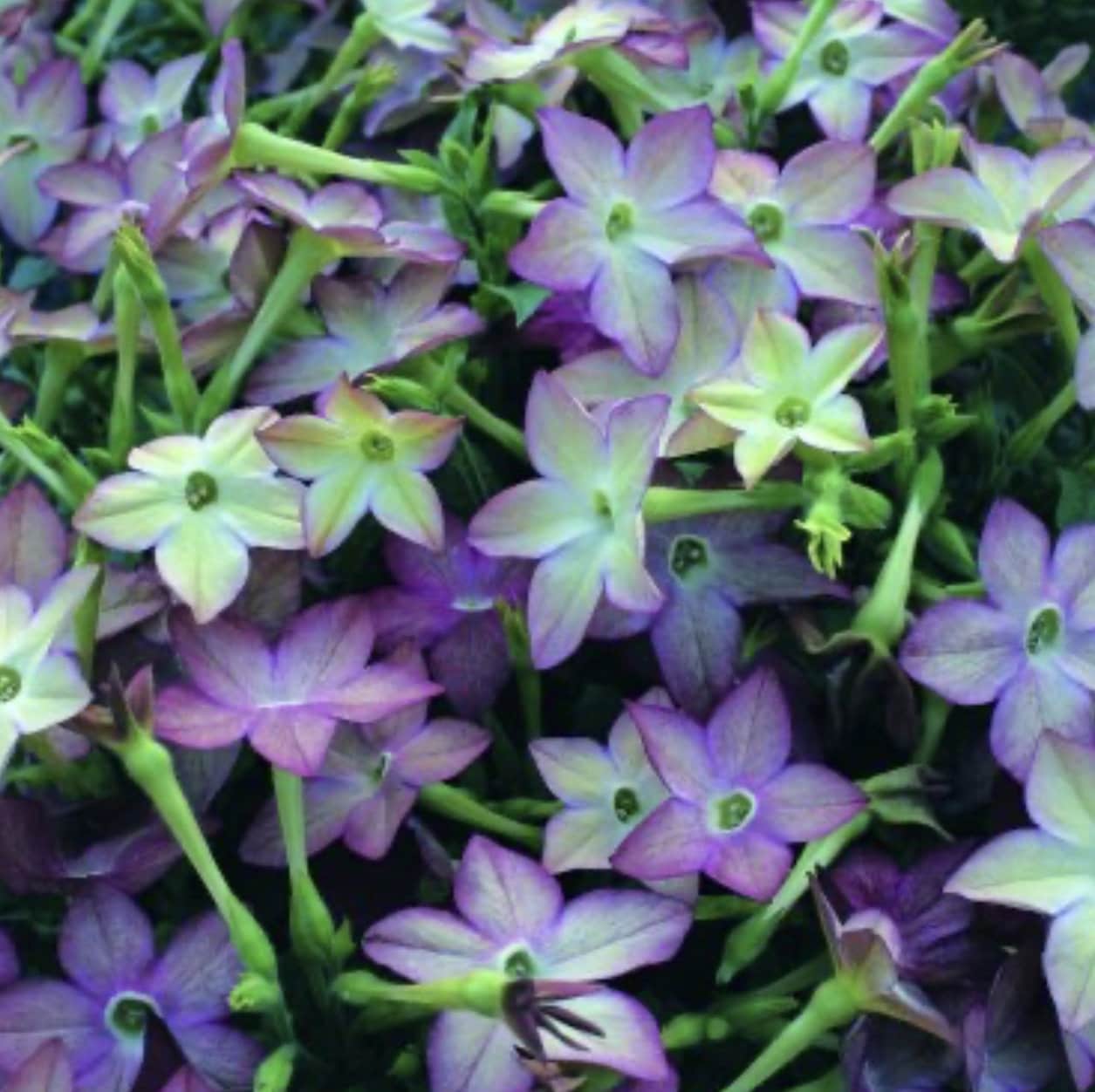 アビス NEW TAENIA タエニア金粉 Rare Avalon Lime Purple Bicolor Jasmine Tobacco Seeds, PELLETED