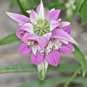 50 Spotted Bee Balm Seeds, Monarda Punctata MO0550