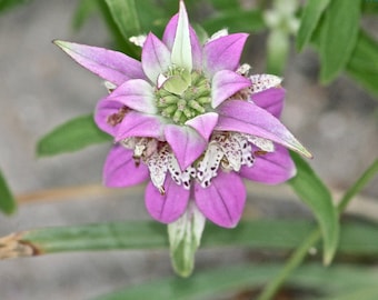 50 Spotted Bee Balm Seeds, Monarda Punctata MO0550