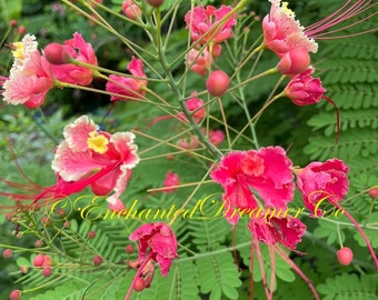 Rare Pink Dwarf Poinciana Seeds, Pride of Barbados, Peacock Flower, Caesalpinia Pulcherrima CP9005