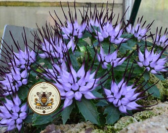 NEW! Devil's Claw Seeds, Horned Rampion, Rare Physoplexis Comosa, Small Rock Garden Plants, PY4010