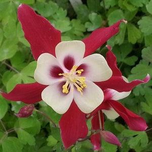 20 Crimson Star Columbine Seeds, Flowering Shade Perennial, Aquilegia Crimson Star AQ0420 image 6