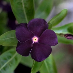 May include: A single dark purple flower with a white center. The flower is in focus and the background is blurred.