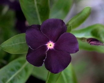 Blackberry Tattoo Vinca Seeds, Periwinkle, Catharanthus Roseus, VN0210