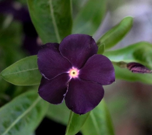 Blackberry Tattoo Vinca Seeds, Periwinkle, Catharanthus Roseus, VN0210
