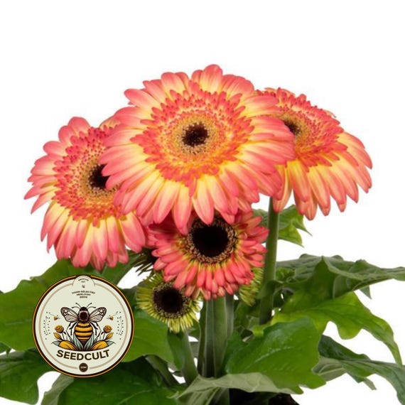 200+ Jameson II Mix Gerbera Daisy Seeds – Easy Grow, Indoor/Outdoor – Free Shipping USA