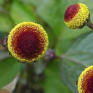 May include: Close-up of three yellow and red flowers with a textured surface. The flowers are in focus and the background is blurred.