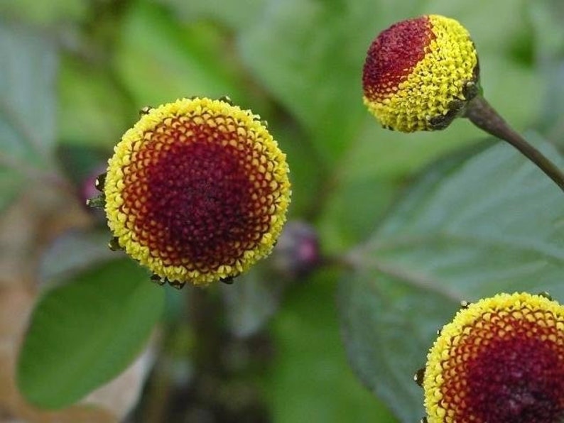 Medicinal Toothache Plant Seeds, Organic Bullseye Natural sore throat treatment, Home Remedy, Spilanthes Acmella SP4150 image 2