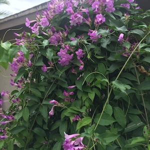 Stunning Purple Flowering Vine, Garlic Vine Seeds, Mansoa alliacea, formerly Bignonia Aequinoctialis, False Garlic MN0110 image 7