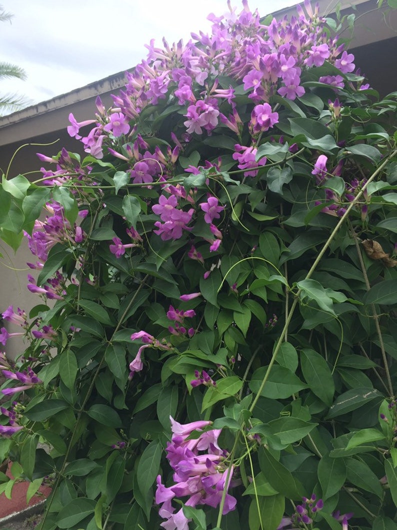 Stunning Purple Flowering Vine, Garlic Vine Seeds, Mansoa alliacea, formerly Bignonia Aequinoctialis, False Garlic MN0110 image 7