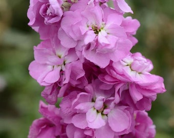 NEW! 50 Pink Stock Seeds, No. 22 Highly fragrant Column Stock, Matthiola Incana MA1150