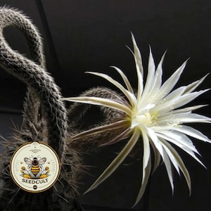May include: A close-up of a cactus with a large, white flower in full bloom. The cactus has a long, curved stem and is covered in small spines. The flower has long, delicate petals and a yellow center. A circular logo with a bee is visible.