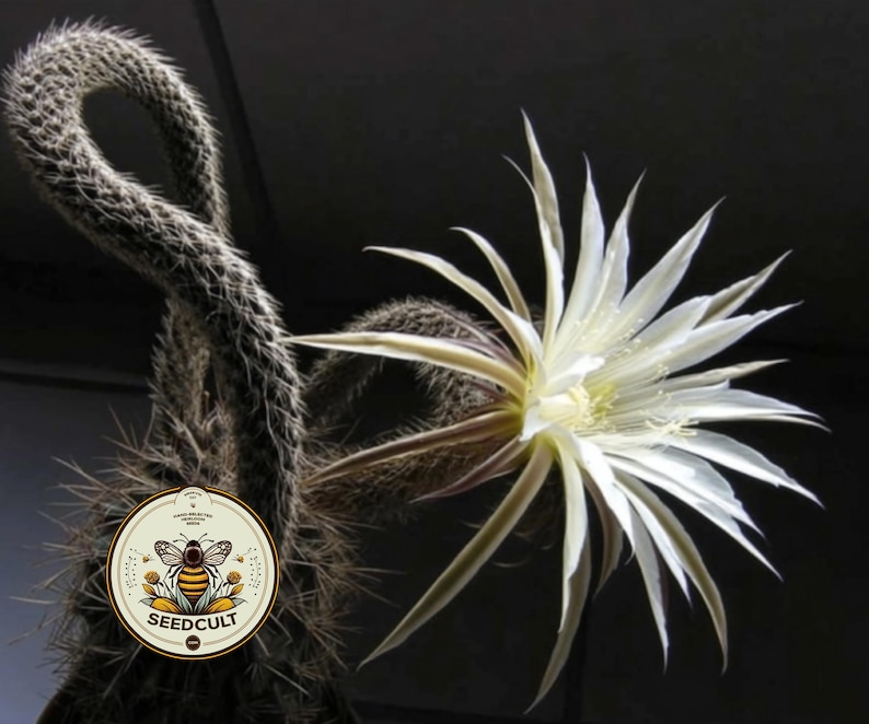 May include: A close-up of a cactus with a large, white flower in full bloom. The cactus has a long, curved stem and is covered in small spines. The flower has long, delicate petals and a yellow center. A circular logo with a bee is visible.