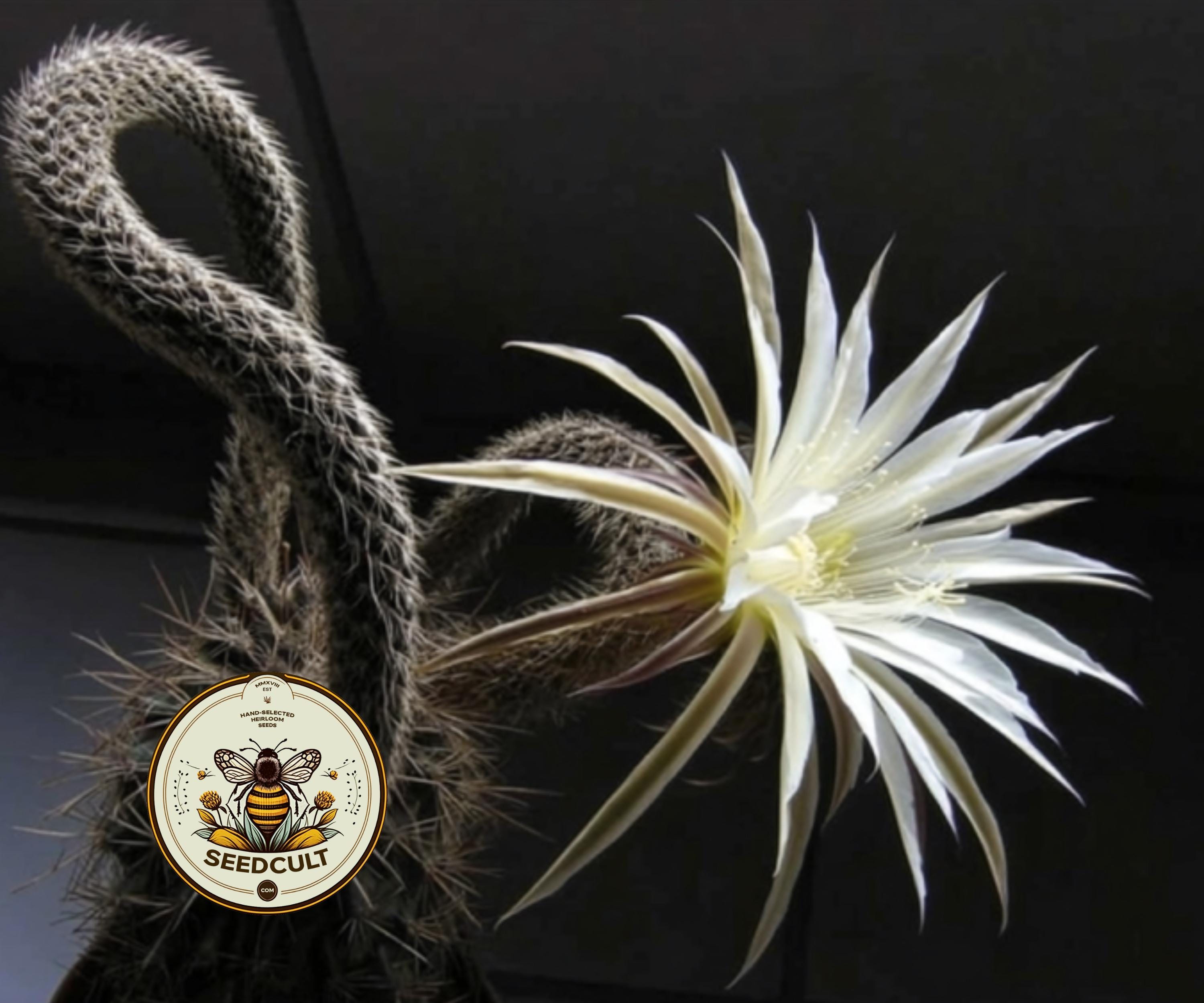 希少 METEORATOYZ Cactus メテオトライズ ミラーハング NEW! 10 Flower of Prayer House Plant Cactus Seeds, Collector