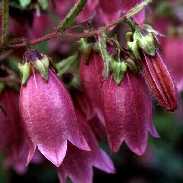 Cherry Red Spotted Bellflower Seeds, Campanula Punctata Rubrifolia CM4325